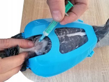 тримач голуба — Toppigeons