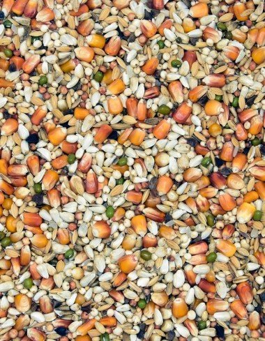 Корм MDM L - більш-менш прийнятний — Toppigeons